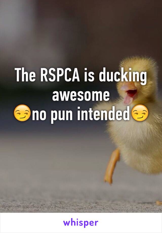 The RSPCA is ducking awesome 
😏no pun intended😏