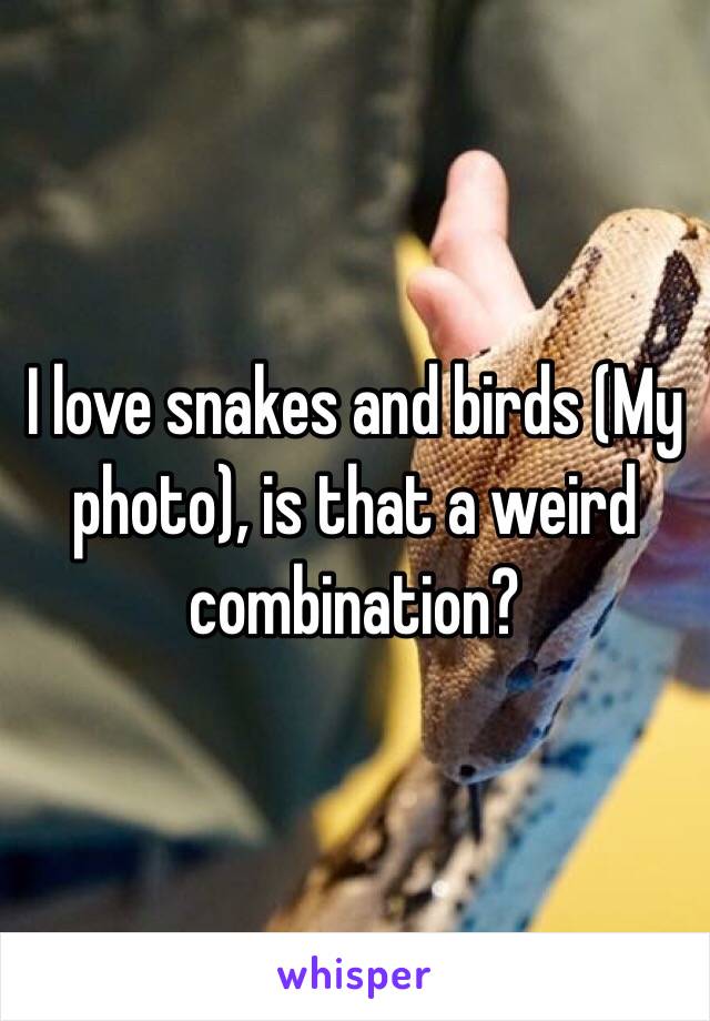 I love snakes and birds (My photo), is that a weird combination?