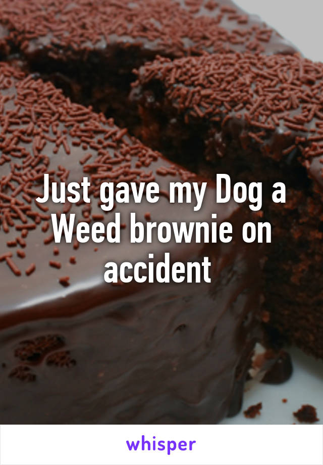 Just gave my Dog a Weed brownie on accident 