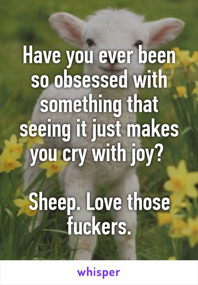 Have you ever been so obsessed with something that seeing it just makes you cry with joy? 

Sheep. Love those fuckers.