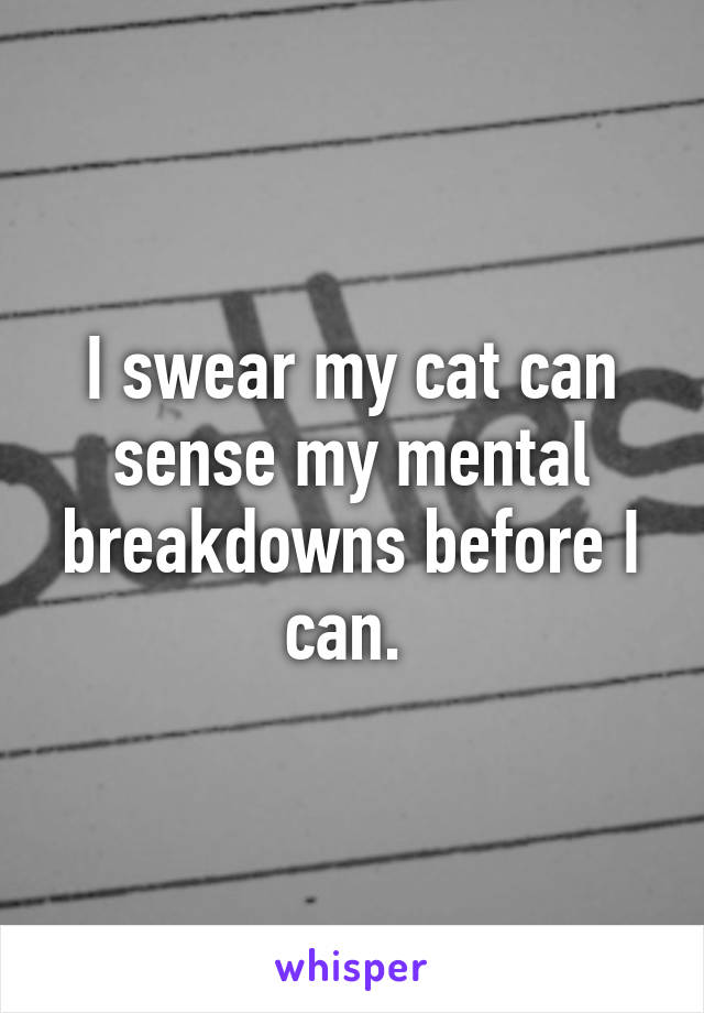 I swear my cat can sense my mental breakdowns before I can. 