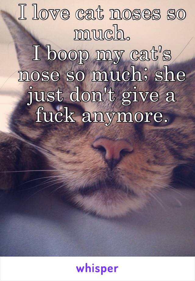 I love cat noses so much. 
I boop my cat's nose so much; she just don't give a fuck anymore. 