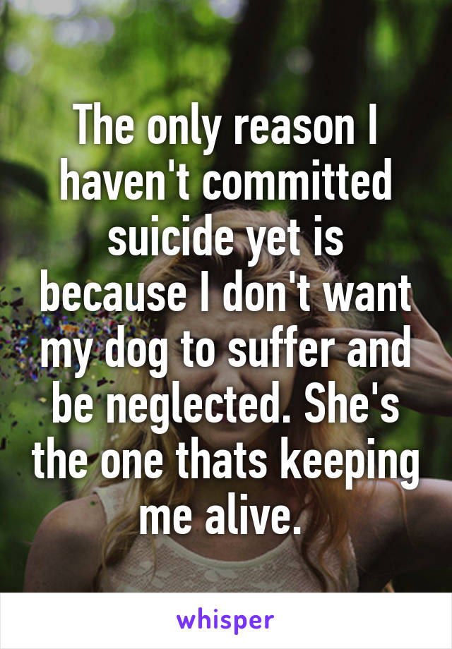 The only reason I haven't committed suicide yet is because I don't want my dog to suffer and be neglected. She's the one thats keeping me alive. 