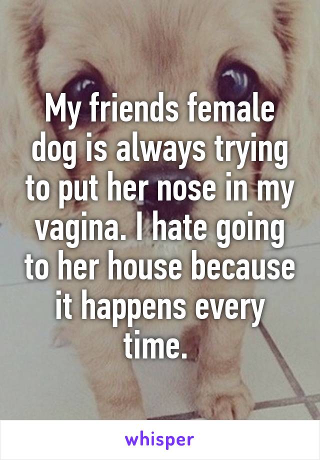 My friends female dog is always trying to put her nose in my vagina. I hate going to her house because it happens every time. 