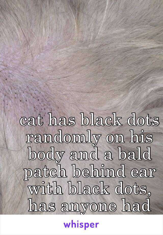 cat has black dots randomly on his body and a bald patch behind ear with black dots, has anyone had this?