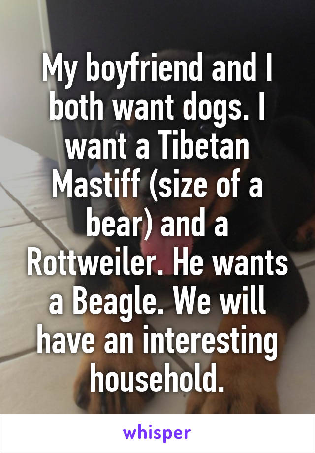 My boyfriend and I both want dogs. I want a Tibetan Mastiff (size of a bear) and a Rottweiler. He wants a Beagle. We will have an interesting household.