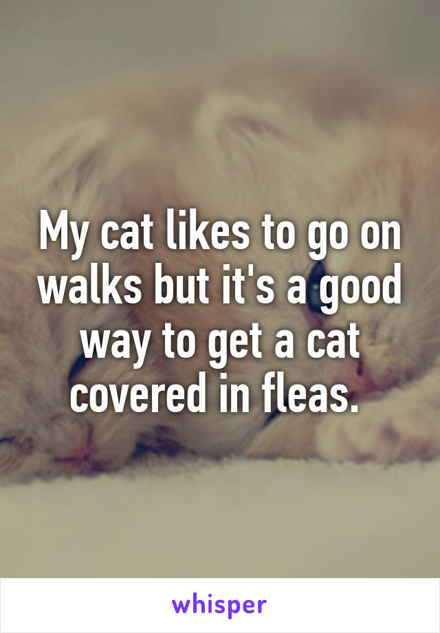 My cat likes to go on walks but it's a good way to get a cat covered in fleas. 