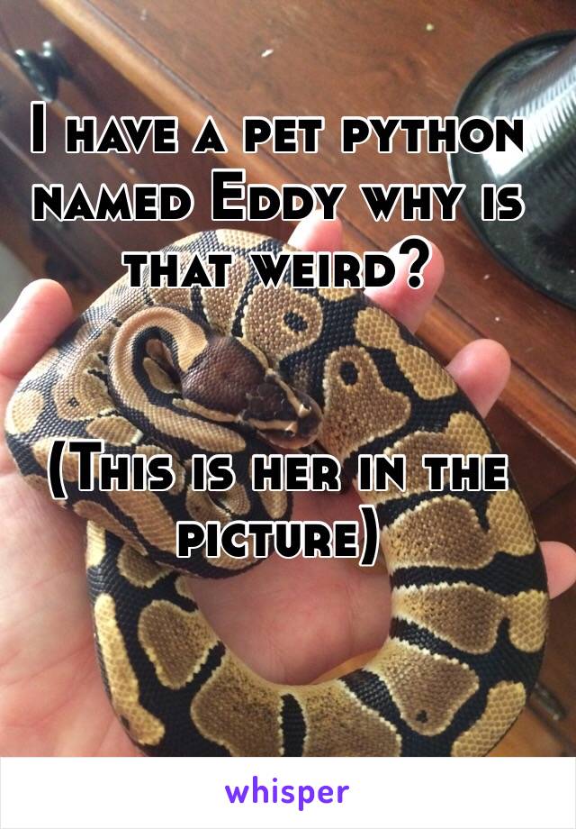 I have a pet python named Eddy why is that weird?


(This is her in the picture)