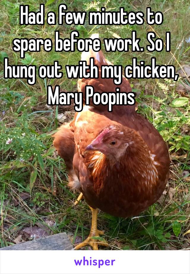 Had a few minutes to spare before work. So I hung out with my chicken, Mary Poopins