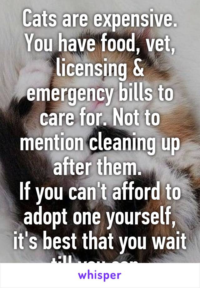 Cats are expensive. You have food, vet, licensing & emergency bills to care for. Not to mention cleaning up after them. 
If you can't afford to adopt one yourself, it's best that you wait till you can. 