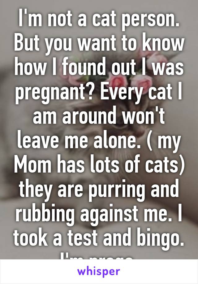 I'm not a cat person. But you want to know how I found out I was pregnant? Every cat I am around won't leave me alone. ( my Mom has lots of cats) they are purring and rubbing against me. I took a test and bingo. I'm prego.