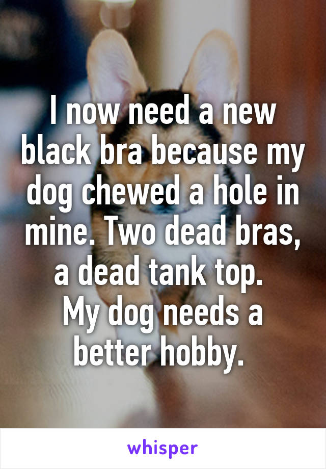 I now need a new black bra because my dog chewed a hole in mine. Two dead bras, a dead tank top. 
My dog needs a better hobby. 