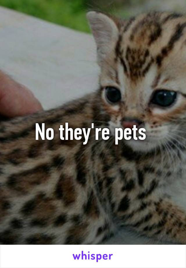 No they're pets 