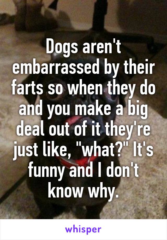 Dogs aren't embarrassed by their farts so when they do and you make a big deal out of it they're just like, "what?" It's funny and I don't know why.