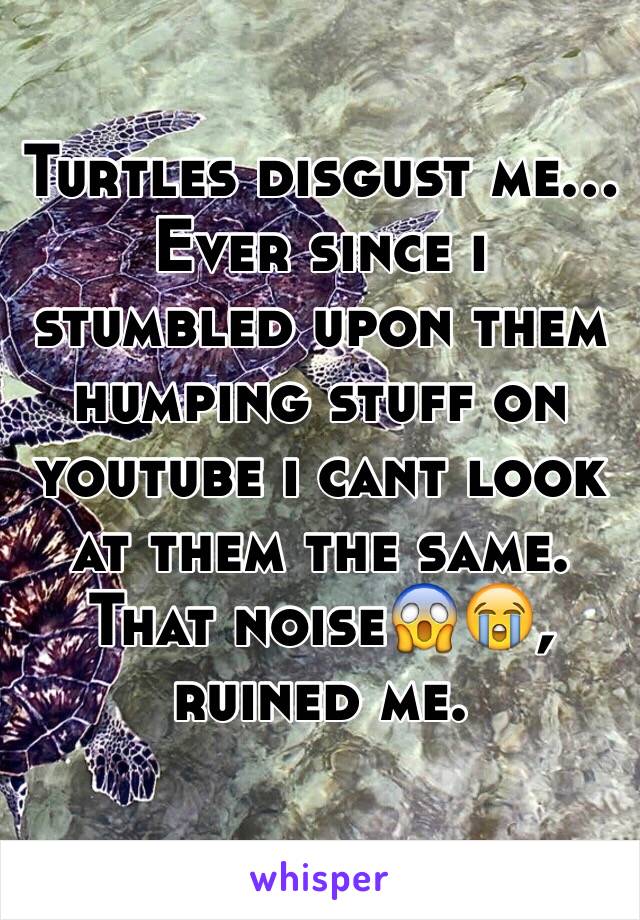 Turtles disgust me... Ever since i stumbled upon them humping stuff on youtube i cant look at them the same. That noise😱😭, ruined me.