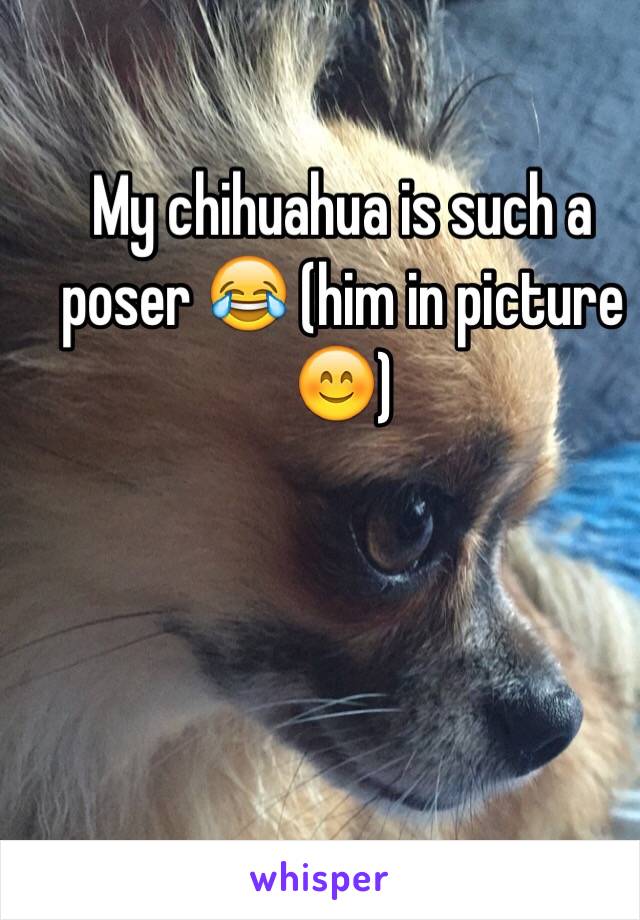 My chihuahua is such a poser 😂 (him in picture 😊)