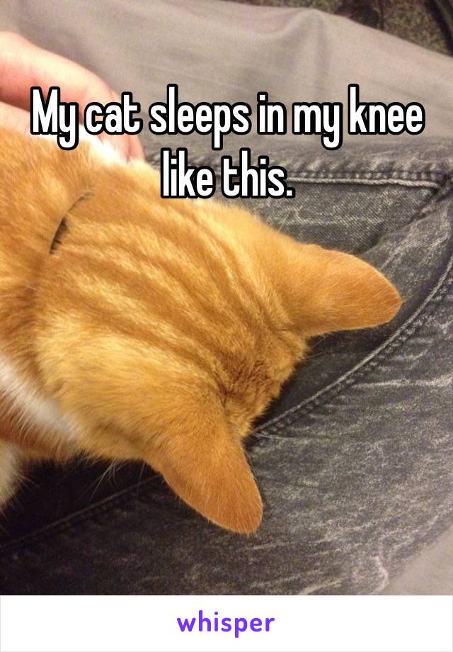 My cat sleeps in my knee like this. 