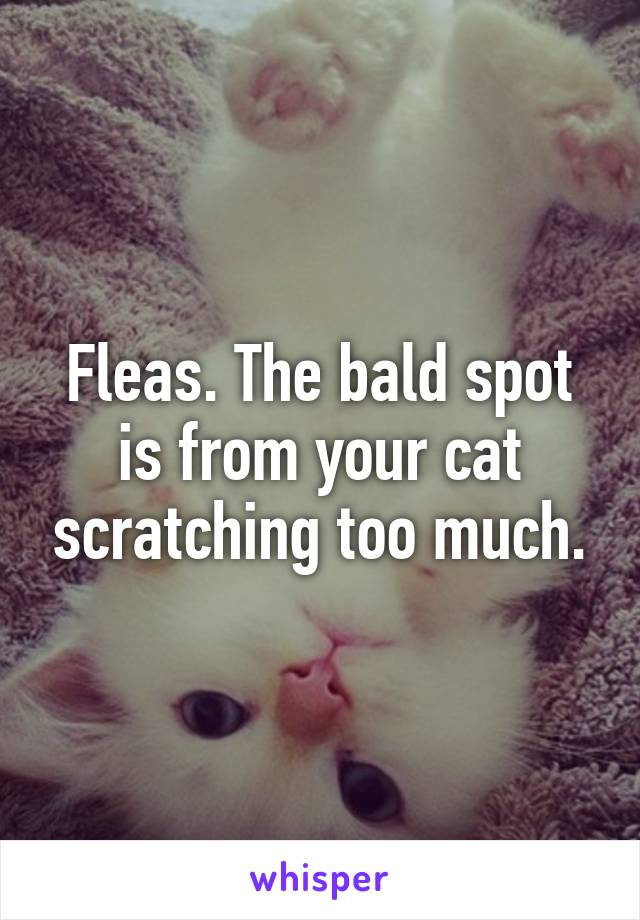 Fleas. The bald spot is from your cat scratching too much.