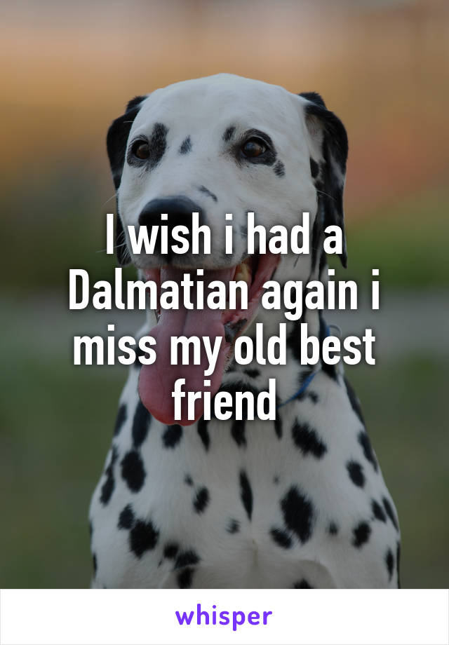 I wish i had a Dalmatian again i miss my old best friend