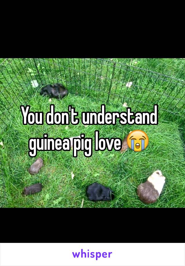 You don't understand guinea pig love 😭