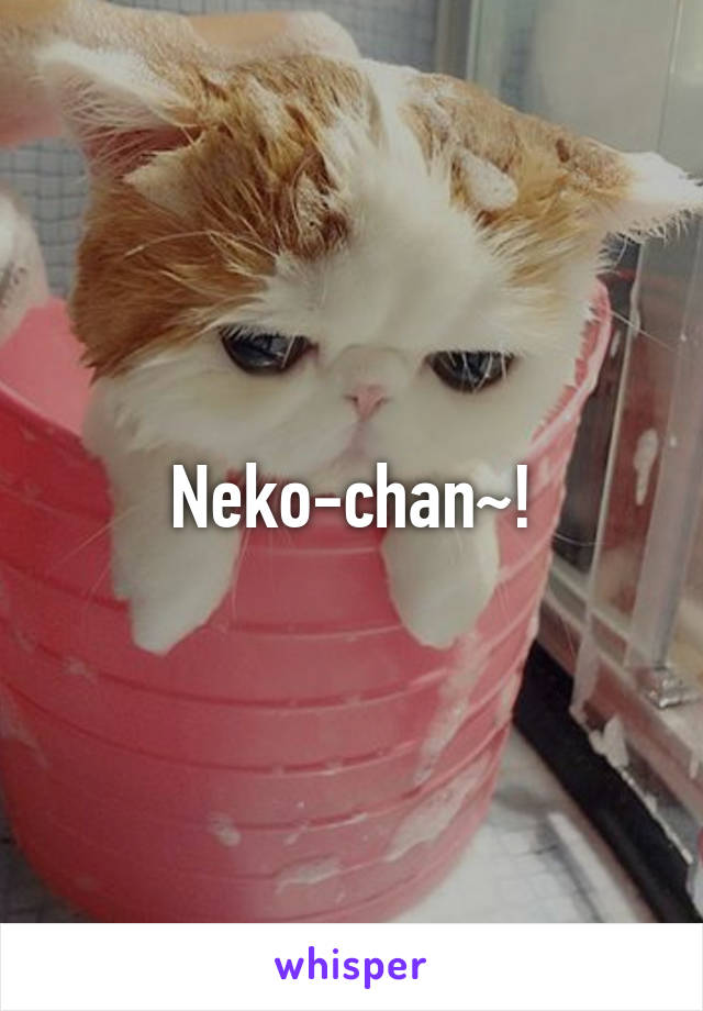 Neko-chan~!