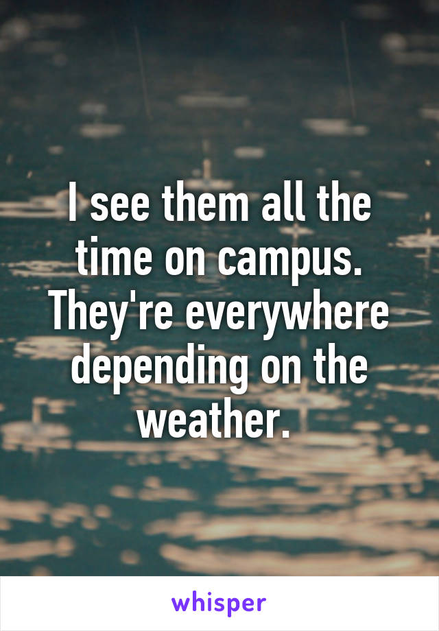 I see them all the time on campus. They're everywhere depending on the weather. 