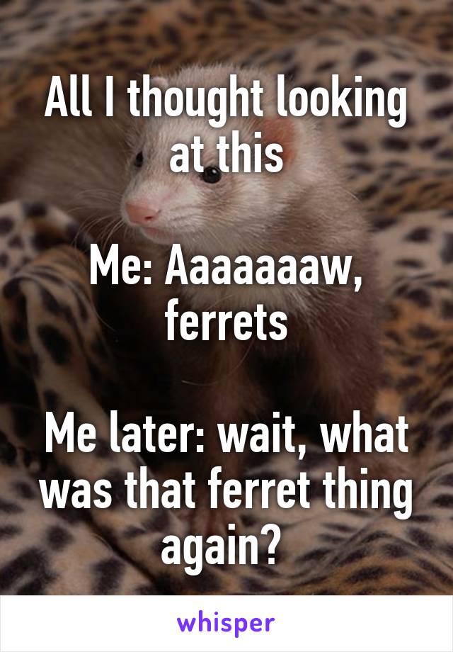 All I thought looking at this

Me: Aaaaaaaw, ferrets

Me later: wait, what was that ferret thing again? 