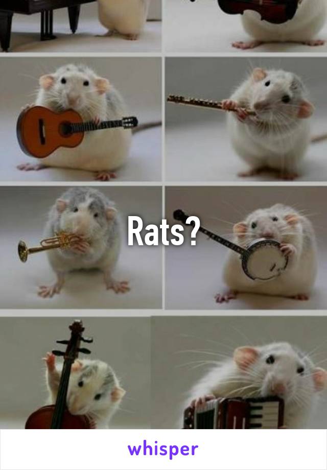 Rats?