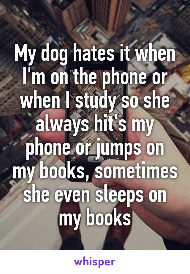 My dog hates it when I'm on the phone or when I study so she always hit's my phone or jumps on my books, sometimes she even sleeps on my books