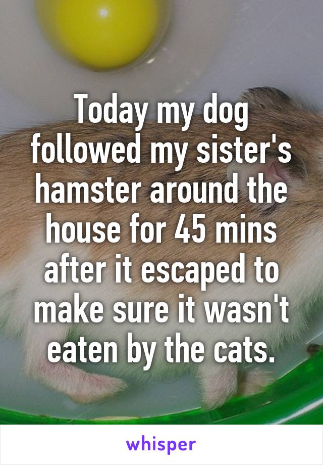 Today my dog followed my sister's hamster around the house for 45 mins after it escaped to make sure it wasn't eaten by the cats.