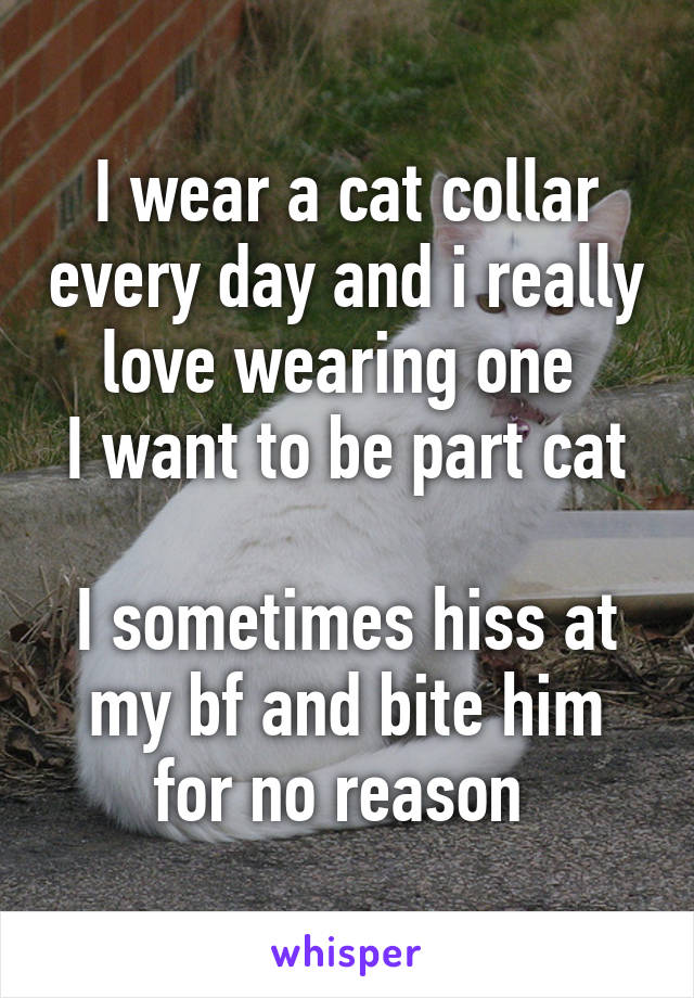 I wear a cat collar every day and i really love wearing one 
I want to be part cat 
I sometimes hiss at my bf and bite him for no reason 