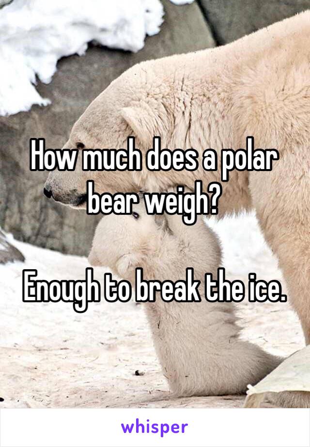 How much does a polar bear weigh?

Enough to break the ice.