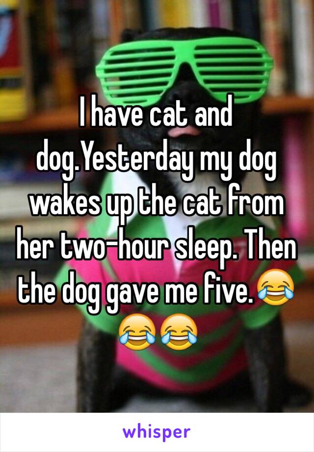 I have cat and dog.Yesterday my dog wakes up the cat from her two-hour sleep. Then the dog gave me five.😂😂😂