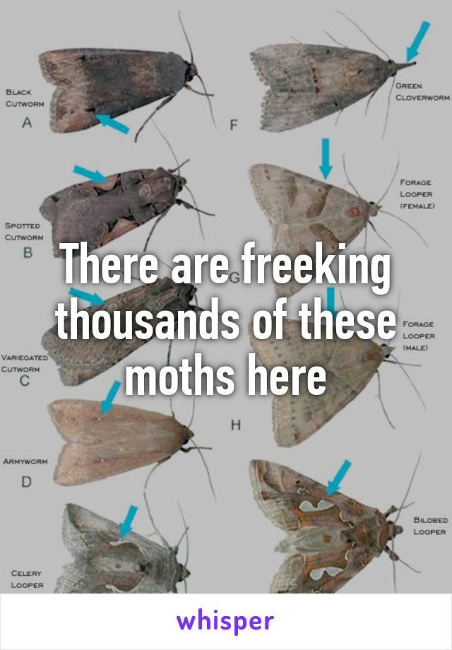 There are freeking thousands of these moths here