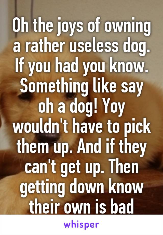 Oh the joys of owning a rather useless dog. If you had you know. Something like say oh a dog! Yoy wouldn't have to pick them up. And if they can't get up. Then getting down know their own is bad