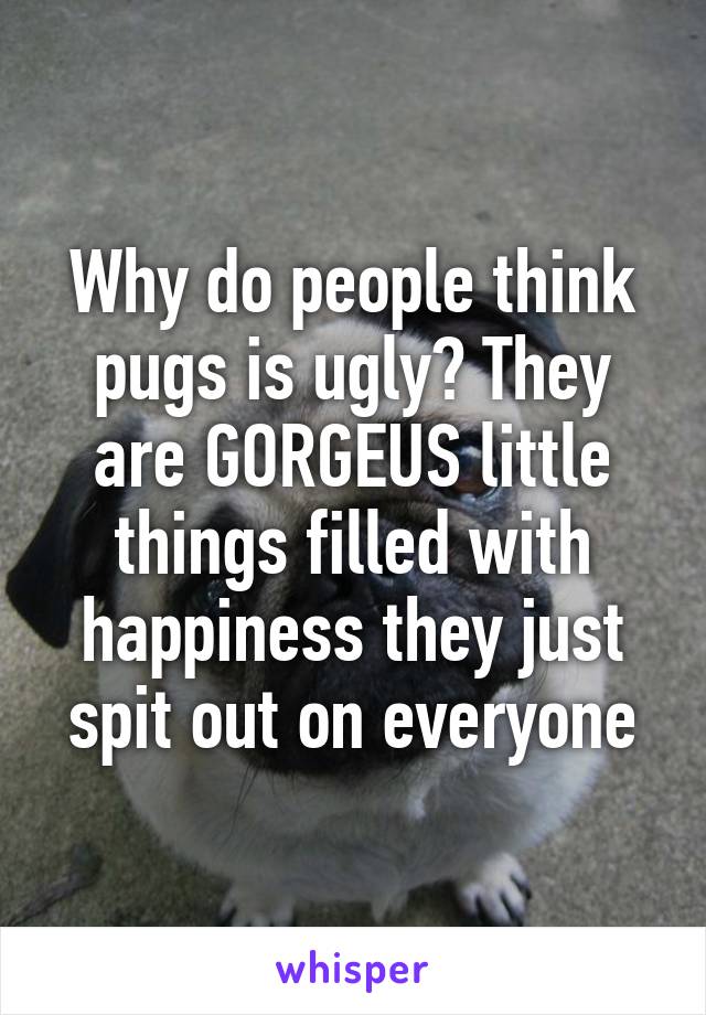 Why do people think pugs is ugly? They are GORGEUS little things filled with happiness they just spit out on everyone