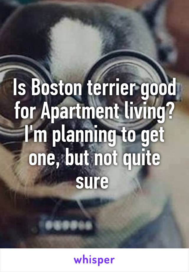 Is Boston terrier good for Apartment living? I'm planning to get one, but not quite sure 