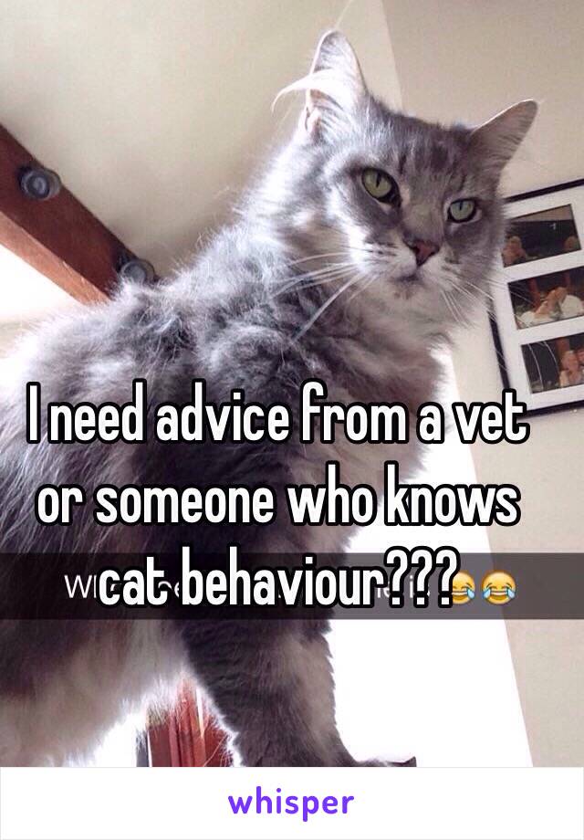 I need advice from a vet or someone who knows cat behaviour???