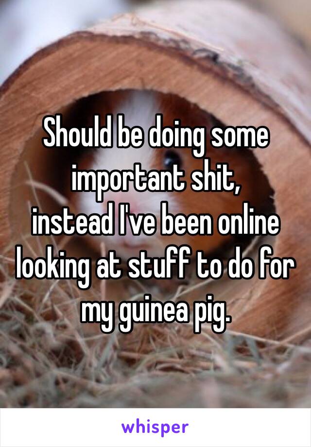 Should be doing some important shit, 
instead I've been online looking at stuff to do for my guinea pig. 