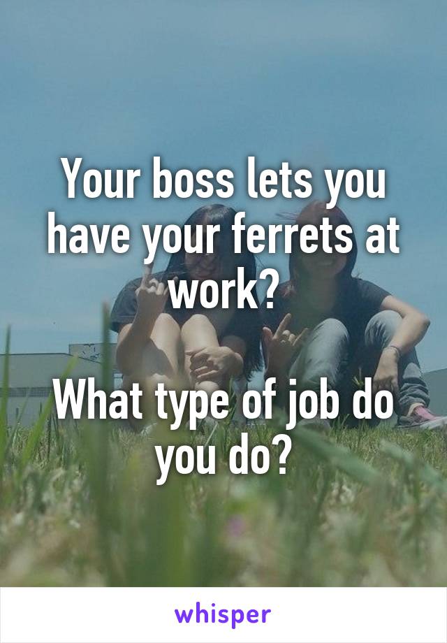 Your boss lets you have your ferrets at work?

What type of job do you do?