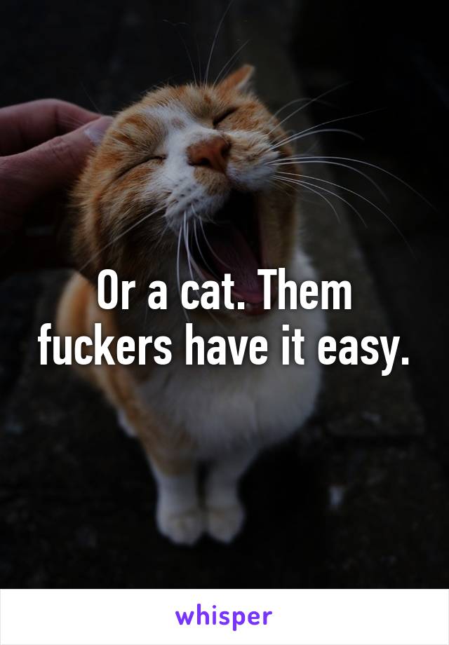 Or a cat. Them fuckers have it easy.