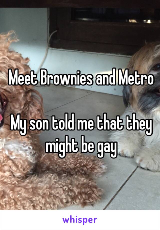 Meet Brownies and Metro

My son told me that they might be gay