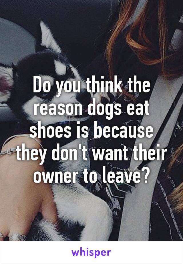 Do you think the reason dogs eat shoes is because they don't want their owner to leave?