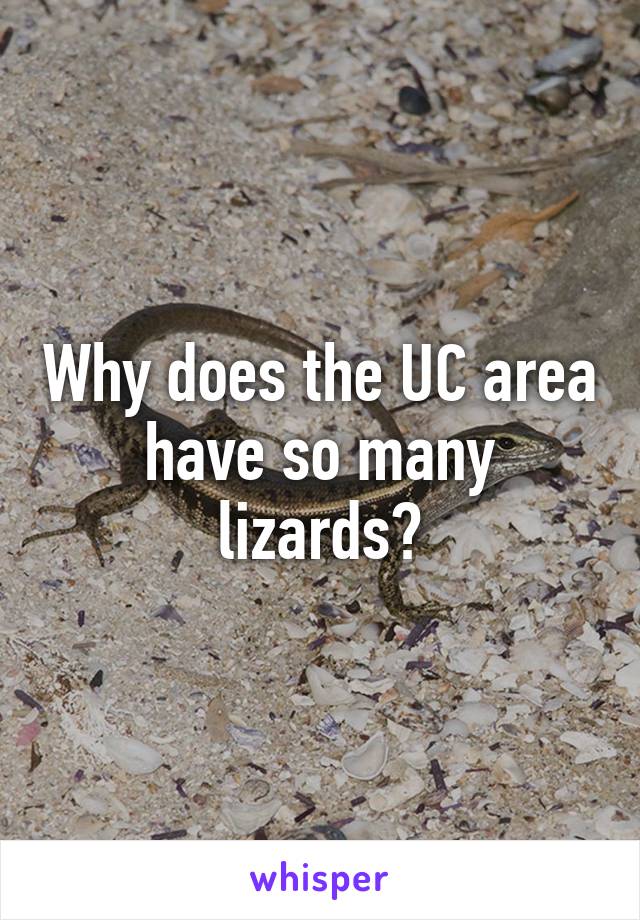 Why does the UC area have so many lizards?