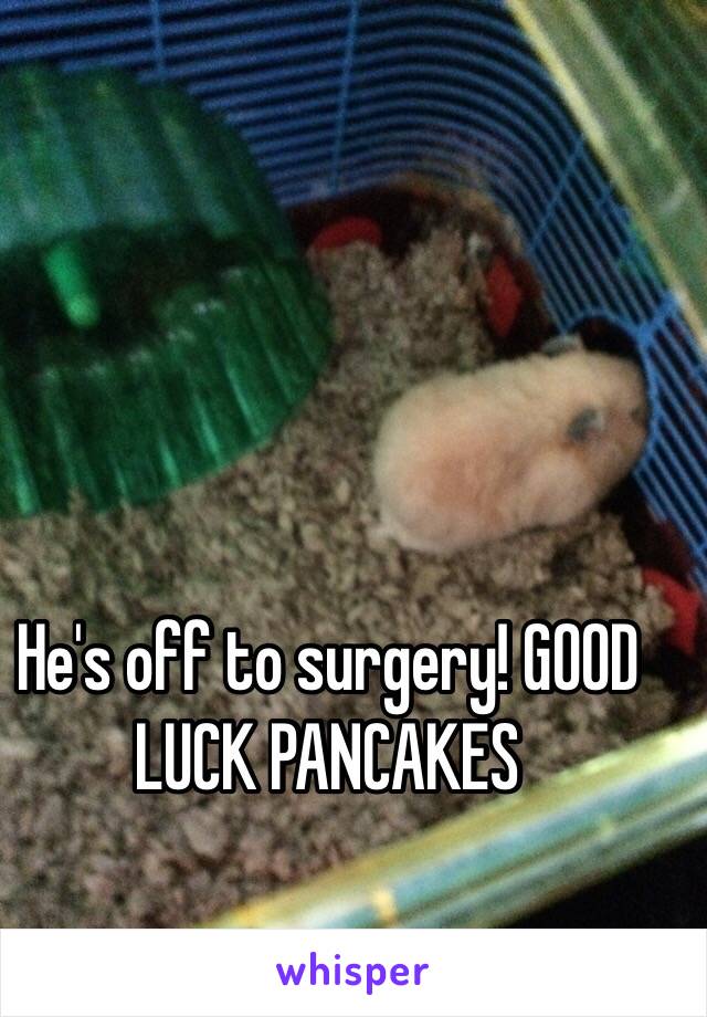 He's off to surgery! GOOD LUCK PANCAKES 