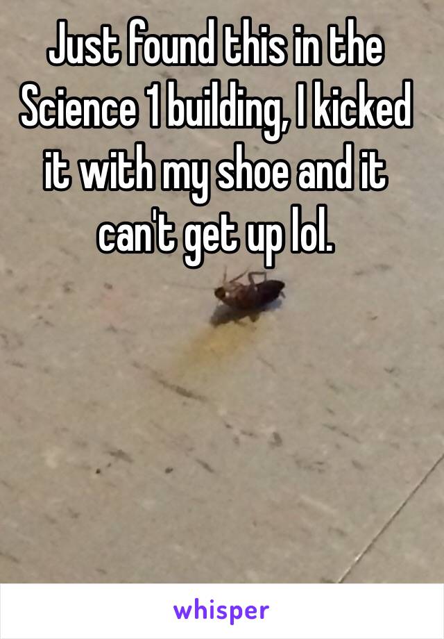 Just found this in the Science 1 building, I kicked it with my shoe and it can't get up lol. 