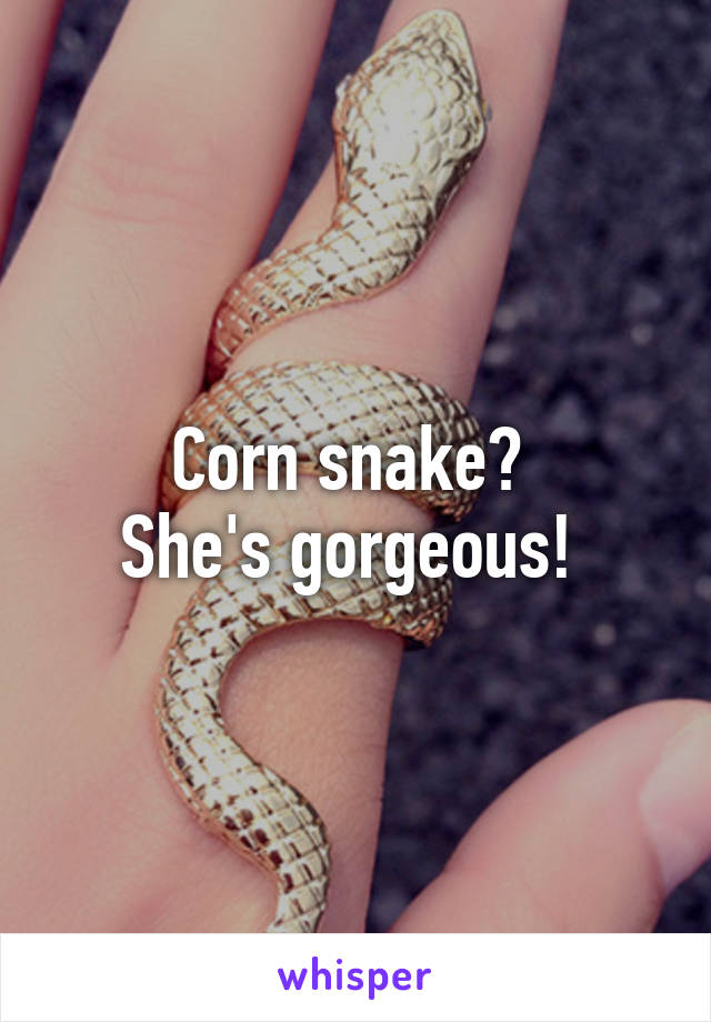 Corn snake? 
She's gorgeous! 