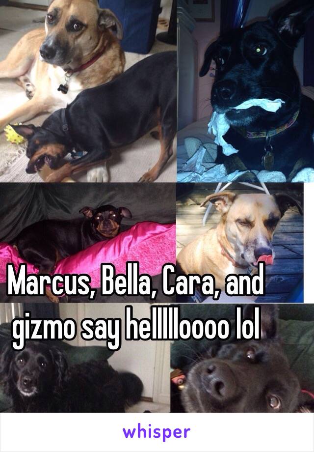 Marcus, Bella, Cara, and gizmo say hellllloooo lol