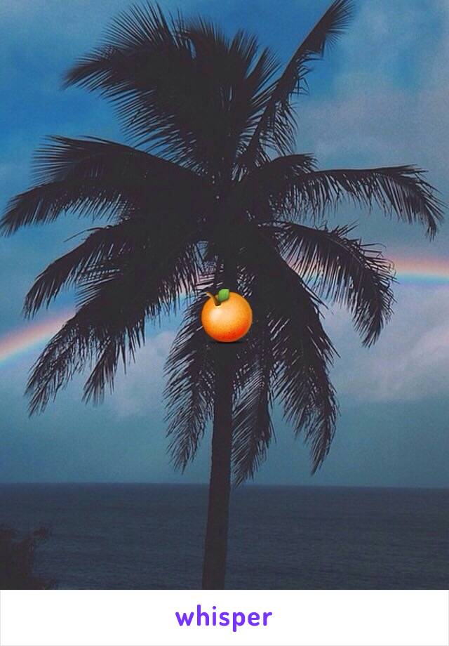 🍊