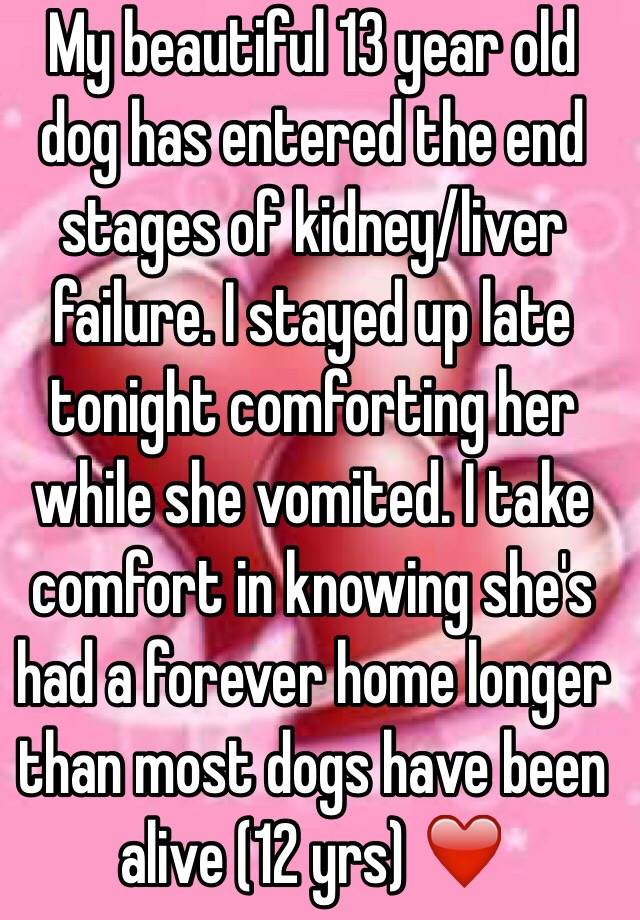 my-beautiful-13-year-old-dog-has-entered-the-end-stages-of-kidney-liver